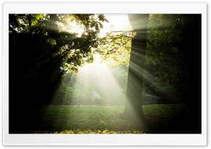 Sunny And Foggy Morning HD Wide Wallpaper for Widescreen
