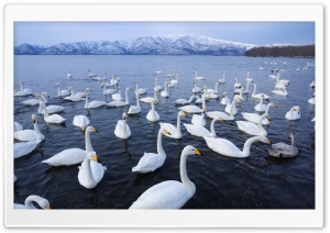 Swan Lake HD Wide Wallpaper for Widescreen