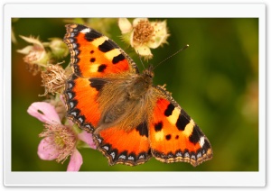 Sweet Butterfly HD Wide Wallpaper for Widescreen