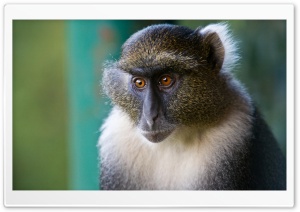 Sykes Monkey Mount Kenya National Park Kenya HD Wide Wallpaper for Widescreen