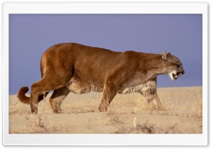 The Hunter Mountain Lion HD Wide Wallpaper for Widescreen