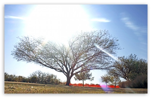 The Tree HD wallpaper for Standard 4:3 5:4 Fullscreen UXGA XGA SVGA QSXGA SXGA ; Wide 16:10 5:3 Widescreen WHXGA WQXGA WUXGA WXGA WGA ; HD 16:9 High Definition WQHD QWXGA 1080p 900p 720p QHD nHD ; Other 3:2 DVGA HVGA HQVGA devices ( Apple PowerBook G4 iPhone 4 3G 3GS iPod Touch ) ; Mobile VGA WVGA iPhone iPad PSP Phone - VGA QVGA Smartphone ( PocketPC GPS iPod Zune BlackBerry HTC Samsung LG Nokia Eten Asus ) WVGA WQVGA Smartphone ( HTC Samsung Sony Ericsson LG Vertu MIO ) HVGA Smartphone ( Apple iPhone iPod BlackBerry HTC Samsung Nokia ) Sony PSP Zune HD Zen ;
