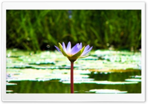 The Water Lily & The Fly HD Wide Wallpaper for Widescreen