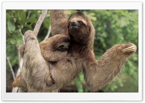 Three Toed Sloth With Baby Corcovado National Park Costa Rica HD Wide Wallpaper for Widescreen