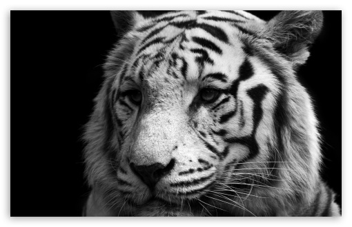 Tiger Black And White HD wallpaper for Standard 4:3 5:4 Fullscreen UXGA XGA SVGA QSXGA SXGA ; Wide 16:10 5:3 Widescreen WHXGA WQXGA WUXGA WXGA WGA ; HD 16:9 High Definition WQHD QWXGA 1080p 900p 720p QHD nHD ; Other 3:2 DVGA HVGA HQVGA devices ( Apple PowerBook G4 iPhone 4 3G 3GS iPod Touch ) ; Mobile VGA WVGA iPhone iPad PSP Phone - VGA QVGA Smartphone ( PocketPC GPS iPod Zune BlackBerry HTC Samsung LG Nokia Eten Asus ) WVGA WQVGA Smartphone ( HTC Samsung Sony Ericsson LG Vertu MIO ) HVGA Smartphone ( Apple iPhone iPod BlackBerry HTC Samsung Nokia ) Sony PSP Zune HD Zen ; Tablet 2 ;