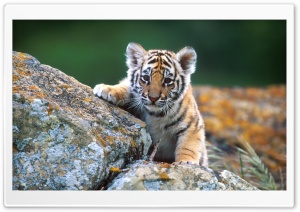 Tiger Cub HD Wide Wallpaper for Widescreen