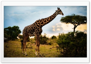 Too Tall HD Wide Wallpaper for Widescreen