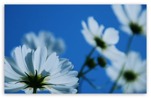Toward The Sky HD wallpaper for Wide 16:10 Widescreen WHXGA WQXGA WUXGA WXGA ;