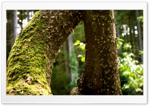 Tree HD Wide Wallpaper for Widescreen