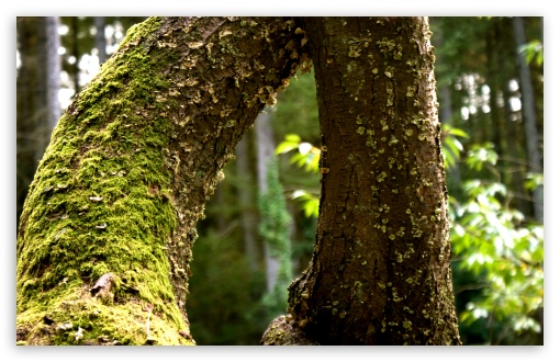Tree wallpaper for Wide 16:10 Widescreen WHXGA WQXGA WUXGA WXGA ;