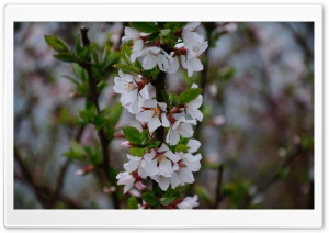 Tree Blossom HD Wide Wallpaper for Widescreen