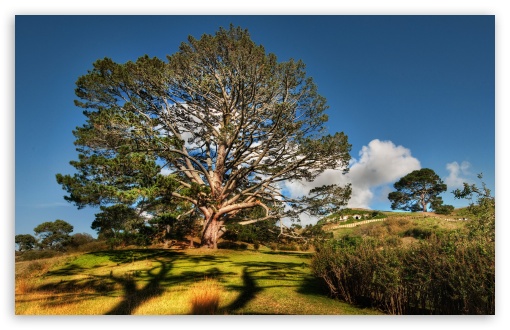 Tree HDR HD wallpaper for Wide 16:10 Widescreen WHXGA WQXGA WUXGA WXGA ;