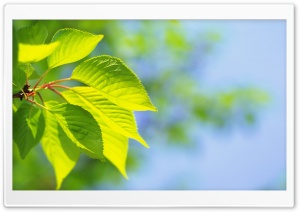Tree Leaves 6 HD Wide Wallpaper for Widescreen