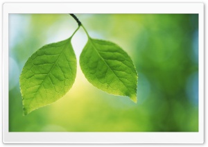 Tree Leaves 8 HD Wide Wallpaper for Widescreen