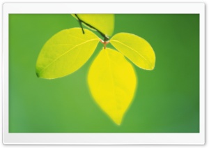 Tree Leaves 9 HD Wide Wallpaper for Widescreen