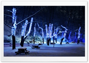 Tree Lighting HD Wide Wallpaper for Widescreen