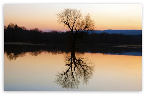 Tree Reflection In The Flooded Flats wallpaper for Wide 16:10 Widescreen WHXGA WQXGA WUXGA WXGA ;