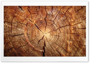 Tree Rings HD Wide Wallpaper for Widescreen
