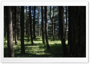 Trees HD Wide Wallpaper for Widescreen
