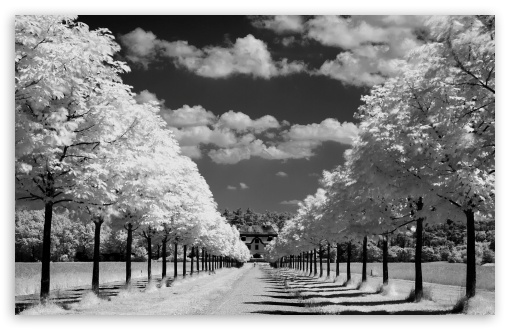 Trees Along The Road Black And White HD wallpaper for Wide 16:10 Widescreen WHXGA WQXGA WUXGA WXGA ;