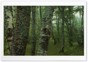 Trees Dual Monitor HD Wide Wallpaper for Widescreen