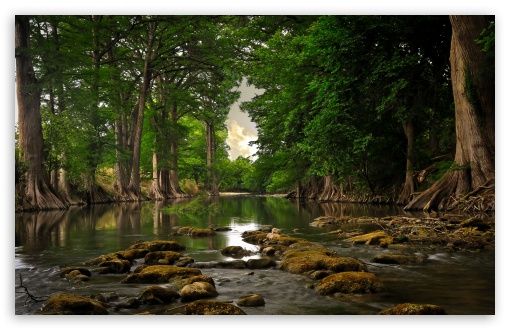 Trees Roots Near River HD wallpaper for Wide 16:10 Widescreen WHXGA WQXGA WUXGA WXGA ;