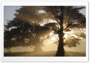 Trees With Sunlight HD Wide Wallpaper for Widescreen