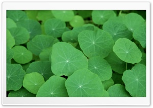 Tropaeolum HD Wide Wallpaper for Widescreen