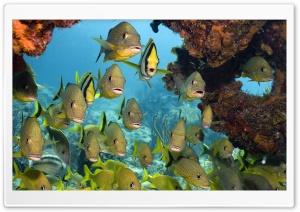 Tropical Fish HD Wide Wallpaper for Widescreen