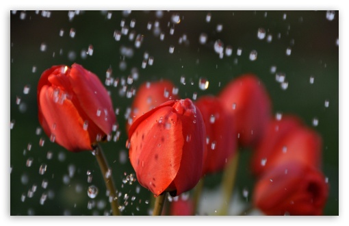 Tulips In Rain HD wallpaper for Wide 16:10 Widescreen WHXGA WQXGA WUXGA WXGA ;