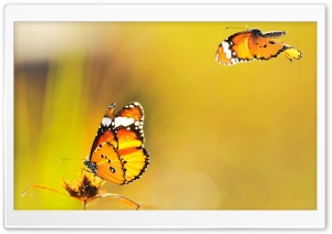 Two Butterflies Went Out at Noon HD Wide Wallpaper for Widescreen