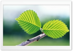 Two Leaves HD Wide Wallpaper for Widescreen