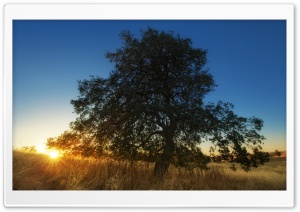 View From Arastradero Preserve HD Wide Wallpaper for Widescreen