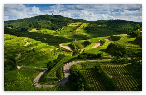Vineyards wallpaper for Wide 16:10 Widescreen WHXGA WQXGA WUXGA WXGA ;