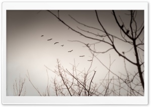 Vintage Geese HD Wide Wallpaper for Widescreen
