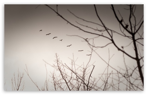 Vintage Geese wallpaper for Wide 16:10 Widescreen WHXGA WQXGA WUXGA WXGA ;