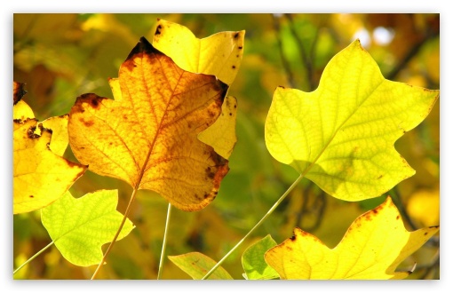 Vivid Autumn Leaves wallpaper for Wide 16:10 Widescreen WHXGA WQXGA WUXGA WXGA ;