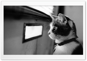 Waiting Cat HD Wide Wallpaper for Widescreen