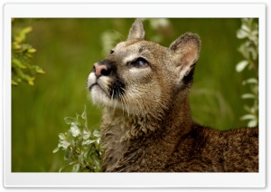 Watchful Cougar Montana HD Wide Wallpaper for Widescreen