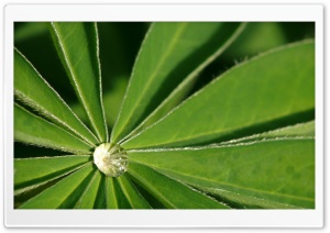 Water Drop HD Wide Wallpaper for Widescreen