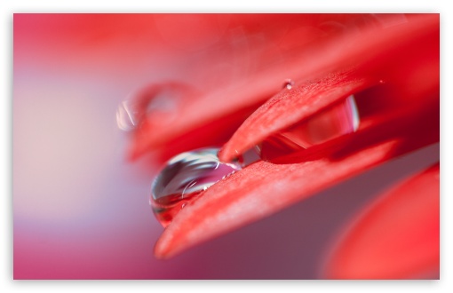 Water Drop On Red Petal wallpaper for Standard 4:3 Fullscreen UXGA XGA SVGA ; Wide 16:10 Widescreen WHXGA WQXGA WUXGA WXGA ; Mobile VGA iPhone iPad - VGA QVGA Smartphone ( PocketPC GPS iPod Zune BlackBerry HTC Samsung LG Nokia Eten Asus ) HVGA Smartphone ( Apple iPhone iPod BlackBerry HTC Samsung Nokia ) ;