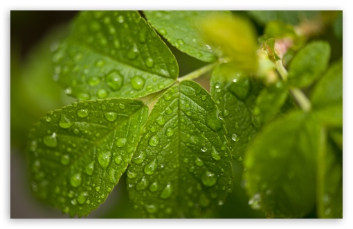 Water Drops On Leaves wallpaper for Wide 16:10 Widescreen WHXGA WQXGA WUXGA WXGA ;