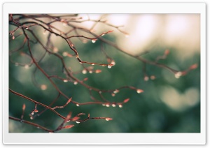 Water Drops, Spring HD Wide Wallpaper for Widescreen