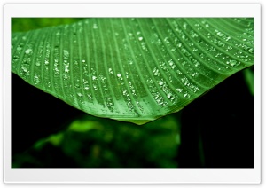 Wet Banana Tree Leaf HD Wide Wallpaper for Widescreen