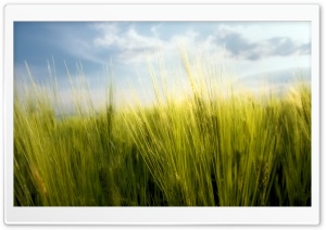 Wheat HD Wide Wallpaper for Widescreen