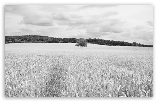 Wheat Field wallpaper for Wide 16:10 Widescreen WHXGA WQXGA WUXGA WXGA ;