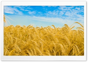 Wheat Harvest HD Wide Wallpaper for Widescreen
