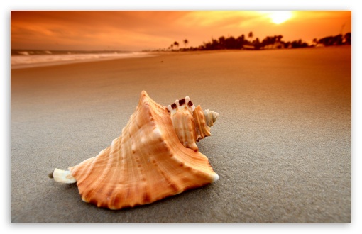 Whelk Shell HD wallpaper for Wide 16:10 Widescreen WHXGA WQXGA WUXGA WXGA ;