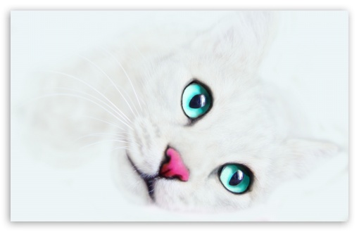 White Cat Background HD wallpaper for Wide 16:10 Widescreen WHXGA WQXGA WUXGA WXGA ;