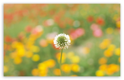 White Clover HD wallpaper for Wide 16:10 Widescreen WHXGA WQXGA WUXGA WXGA ;